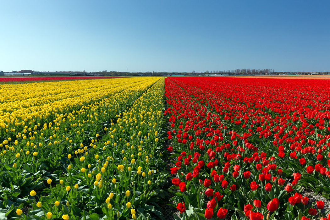 Red and yellow tulip field of The Netherlands' Flower Route
