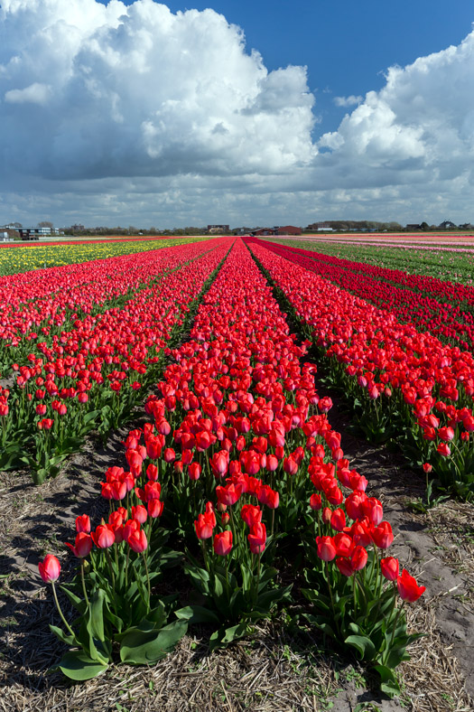 Red tulip field of The Netherlands' Flower Route