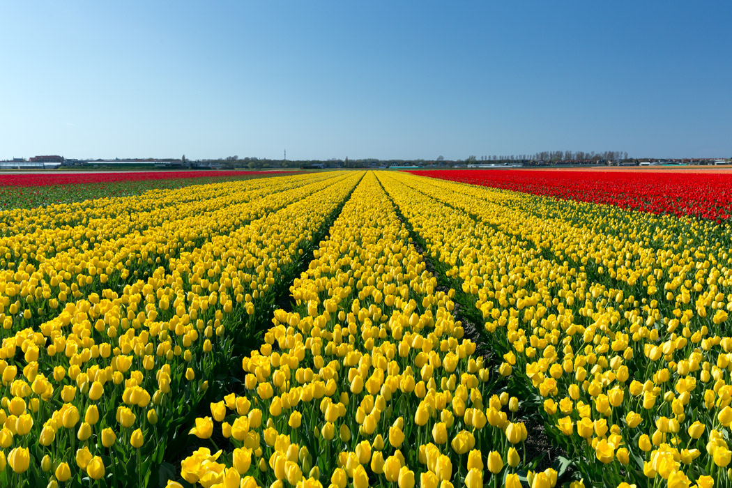 Yellow tulip field of The Netherlands' Flower Route