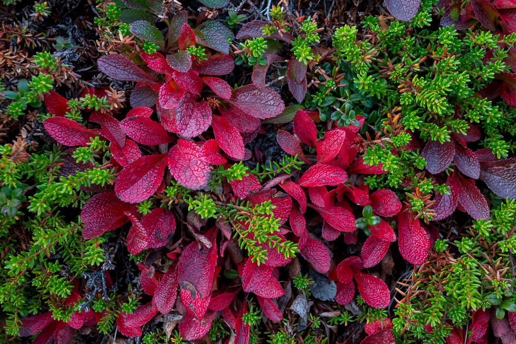 Alpine bearberry red color in the fall