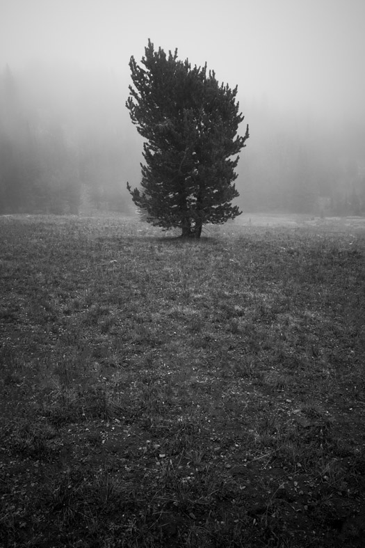 Lone tree in fog. Beehive Basin Trail. Big Sky, Monana