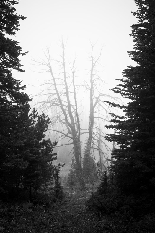Dead tree in mist on Beehive Basin Trail