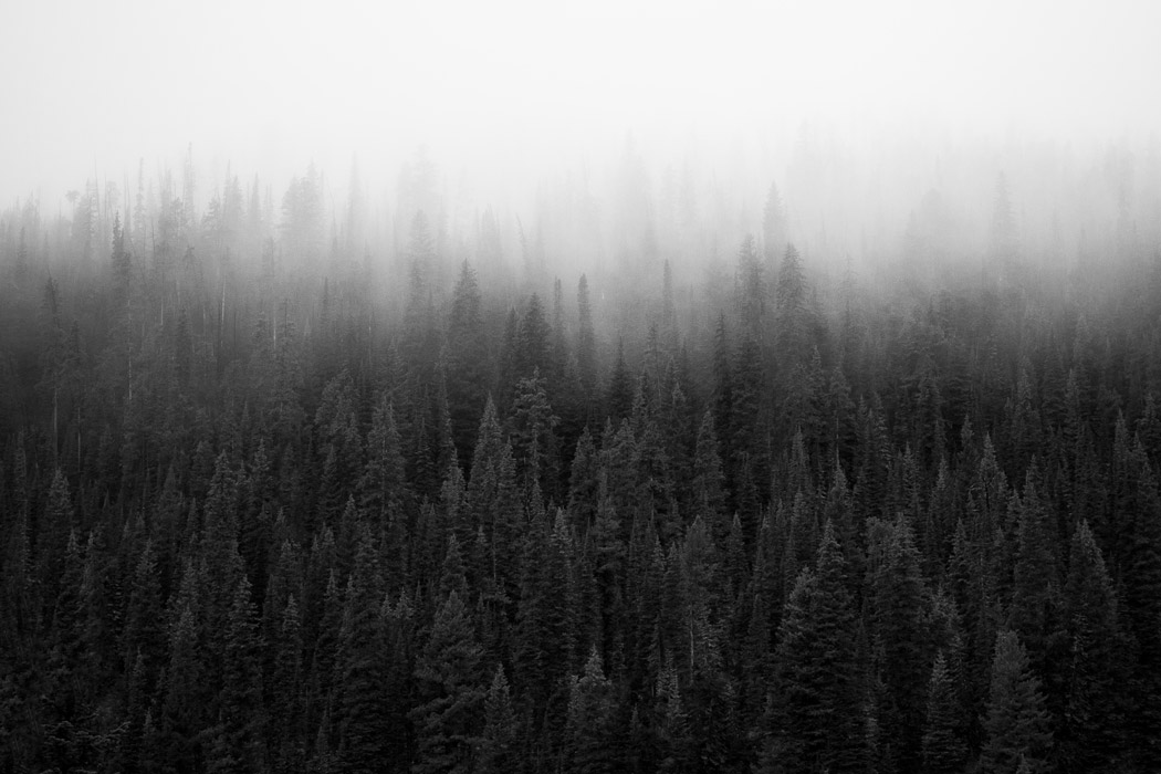 Evergreen trees in fog. Beehive Basin Trail. Big Sky, Montana