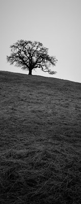 Oak trees of California thumbnail