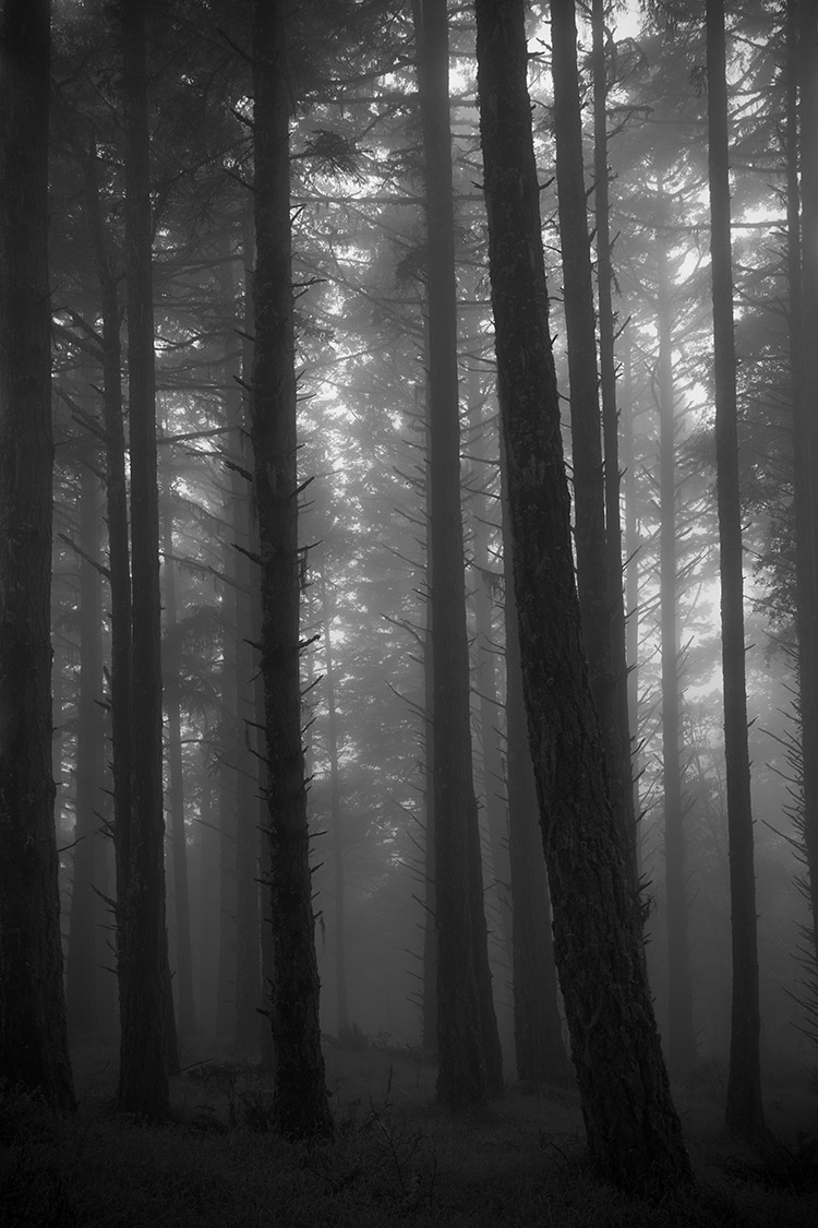 Trees in fog on Matt Davis Trail
