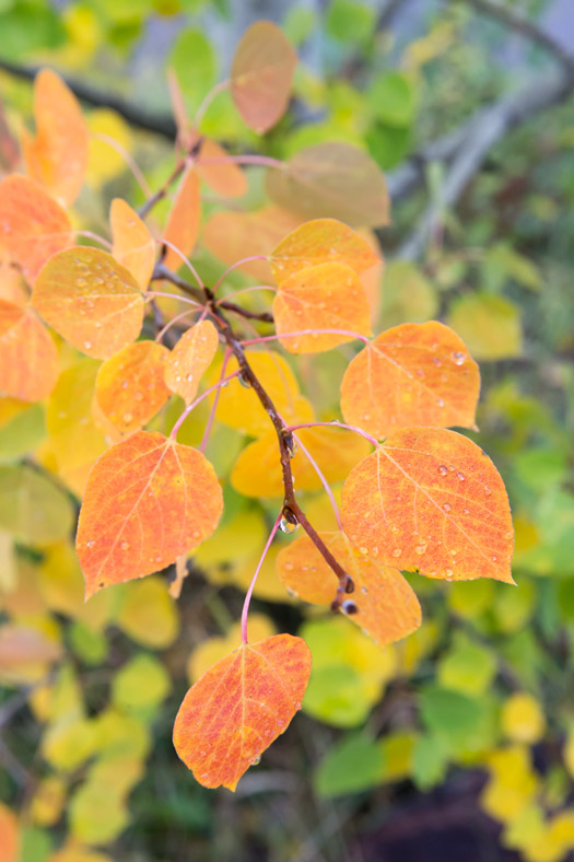 Orange Aspen leaves in fall