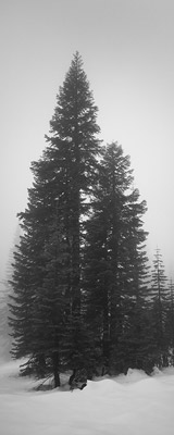 Teardrop-shaped tree in snow thumbnail