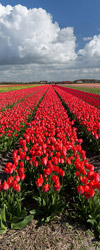 Netherlands tulips album