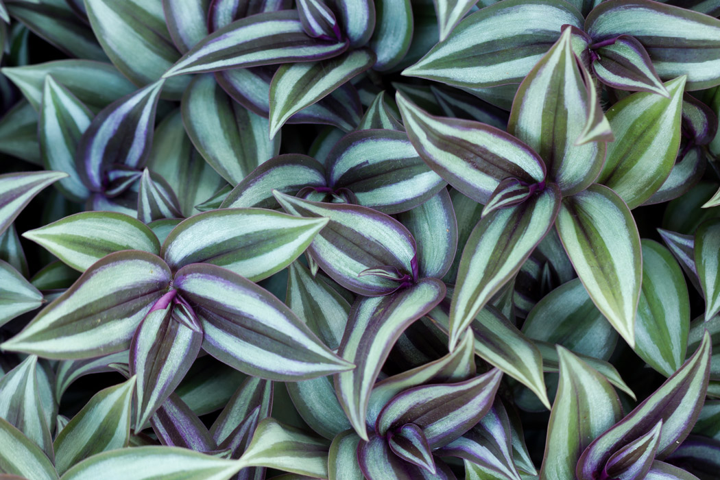 Green and purple Tradescantia Zebrina plant