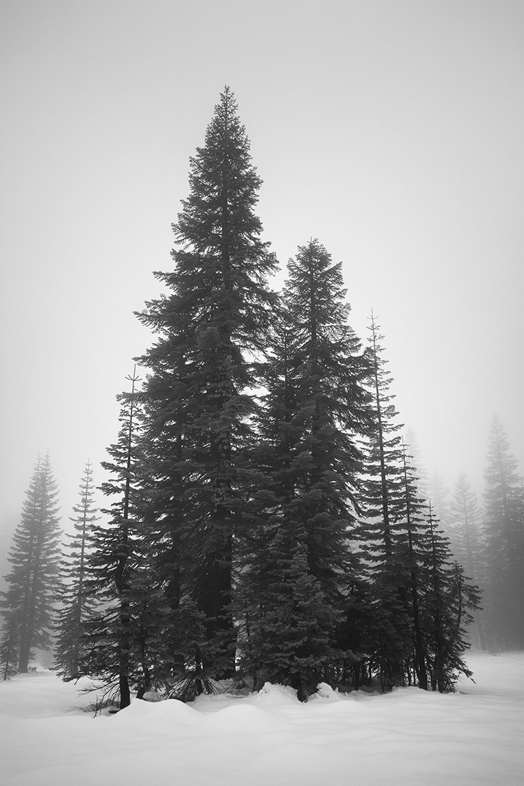Triangular-shaped trees in snow