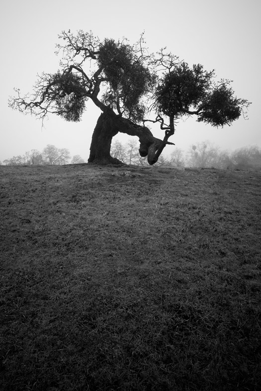 Wiry oak tree found in Joseph D. Grant County Park in Mount Hamilton, California